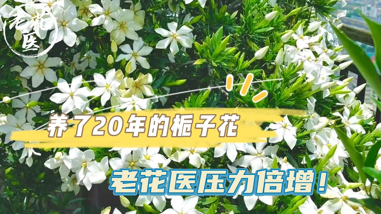 【寄养桂花】花友二百公里送来栀子花，养了20年的栀子花，老花医压力倍增！Rescue gardenia.