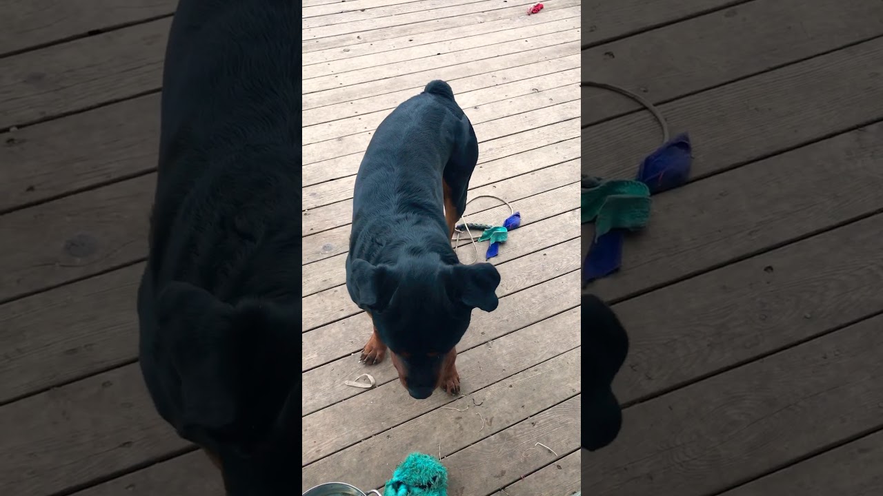 Rottweiler (smart dog)
