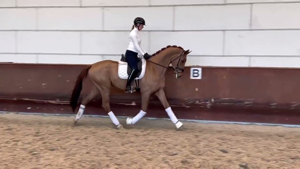 2021 Gelding Desperado x Apache