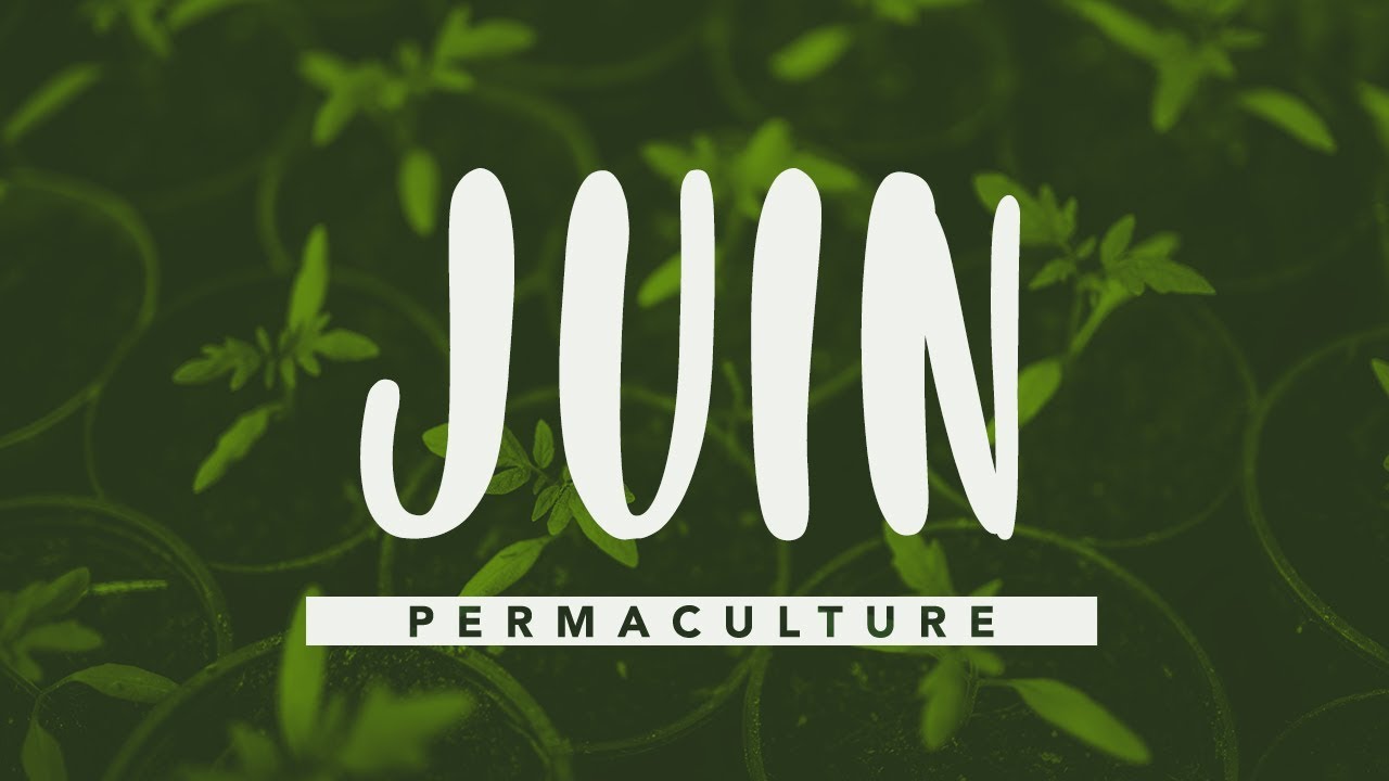 Que faire dans son jardin permaculture en juin? # permaculture