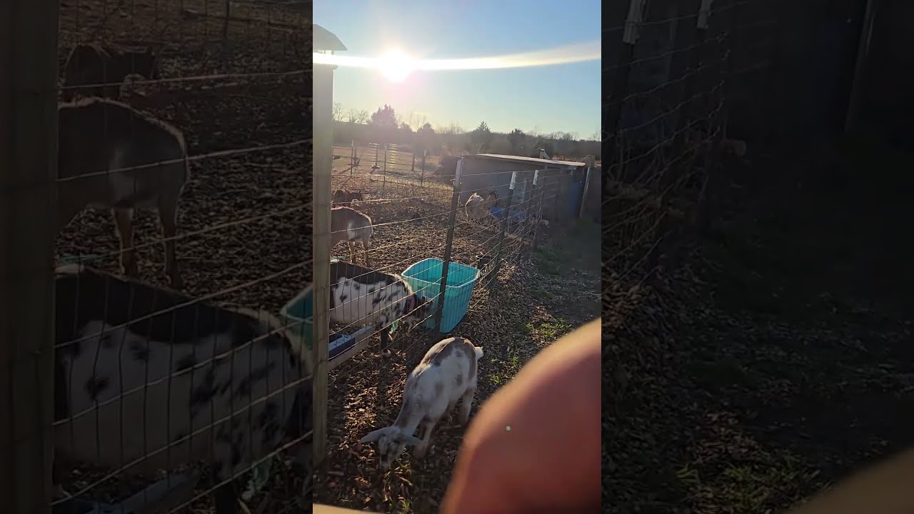Completely FREE Goat Enclosure! 