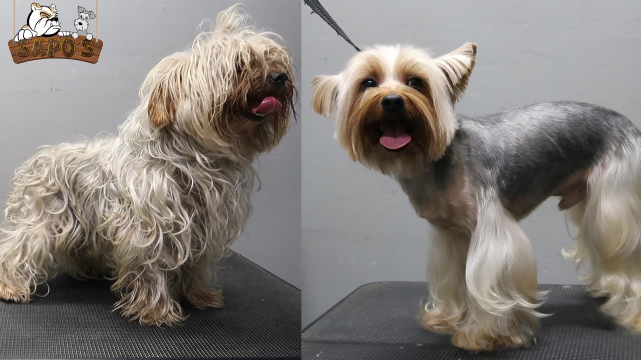 Yorkshire Terrier Estética canina Corte de verano