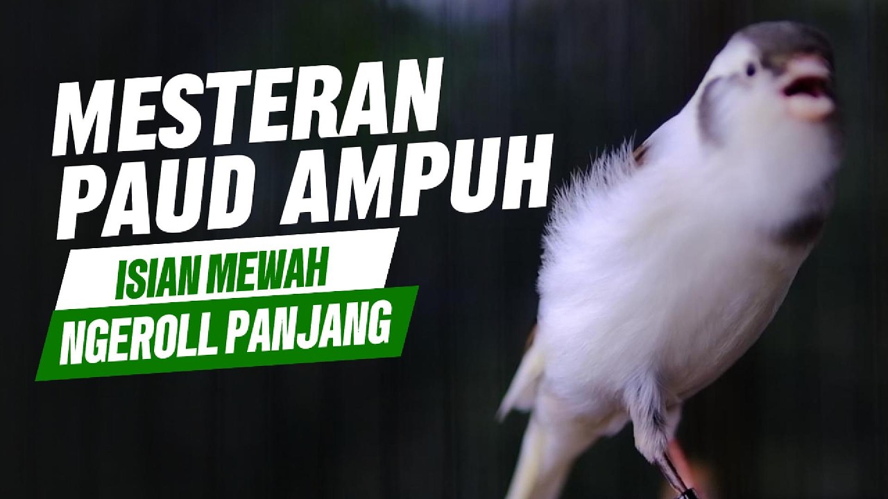 Pancingan Kenari GACOR panjang cuit -  cuit emosi cocok untuk pancingan kenari PAUD