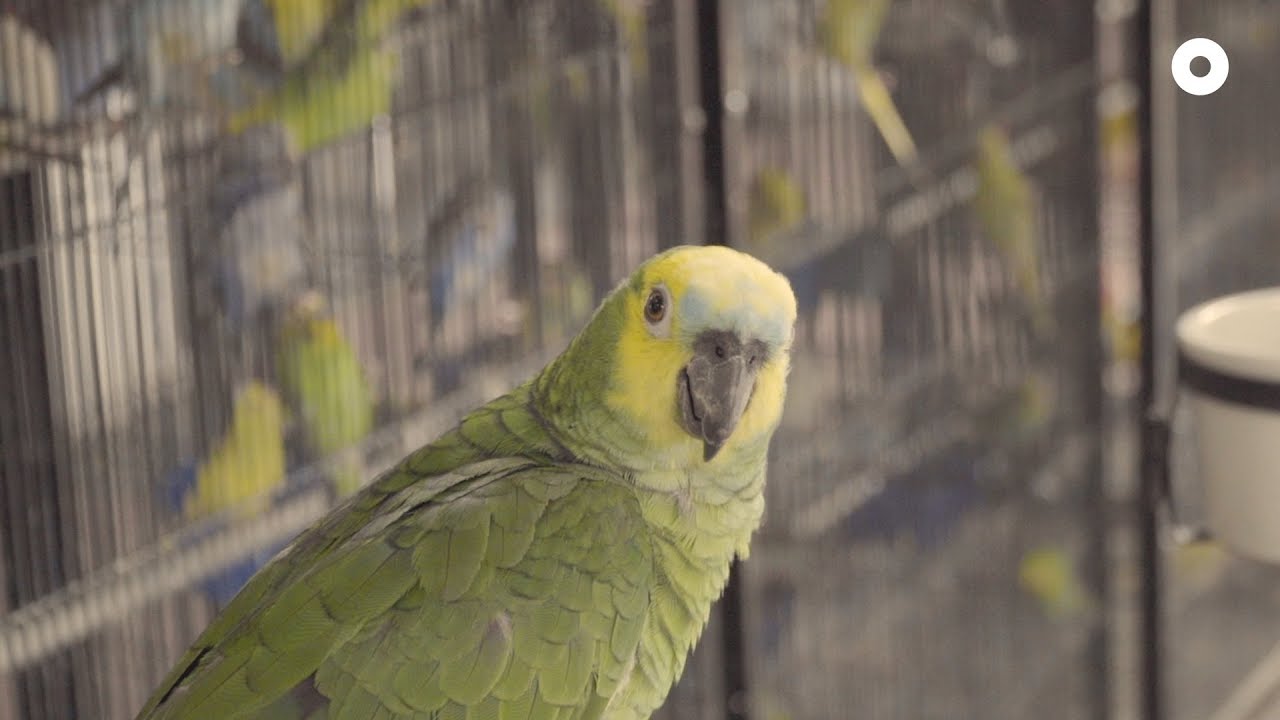 Chirpy Business - Kebun Baru Birdsinging Club