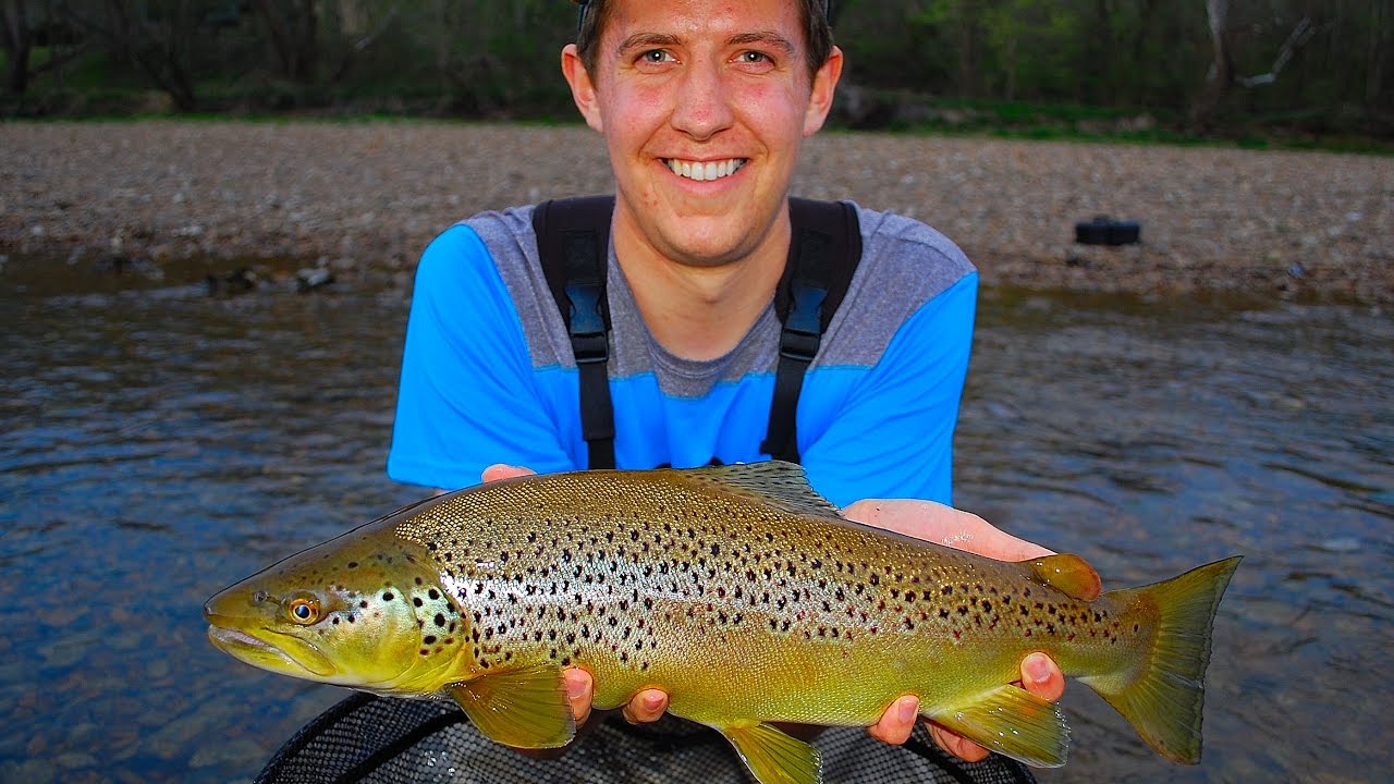White River Arkansas Brown Trout 2017