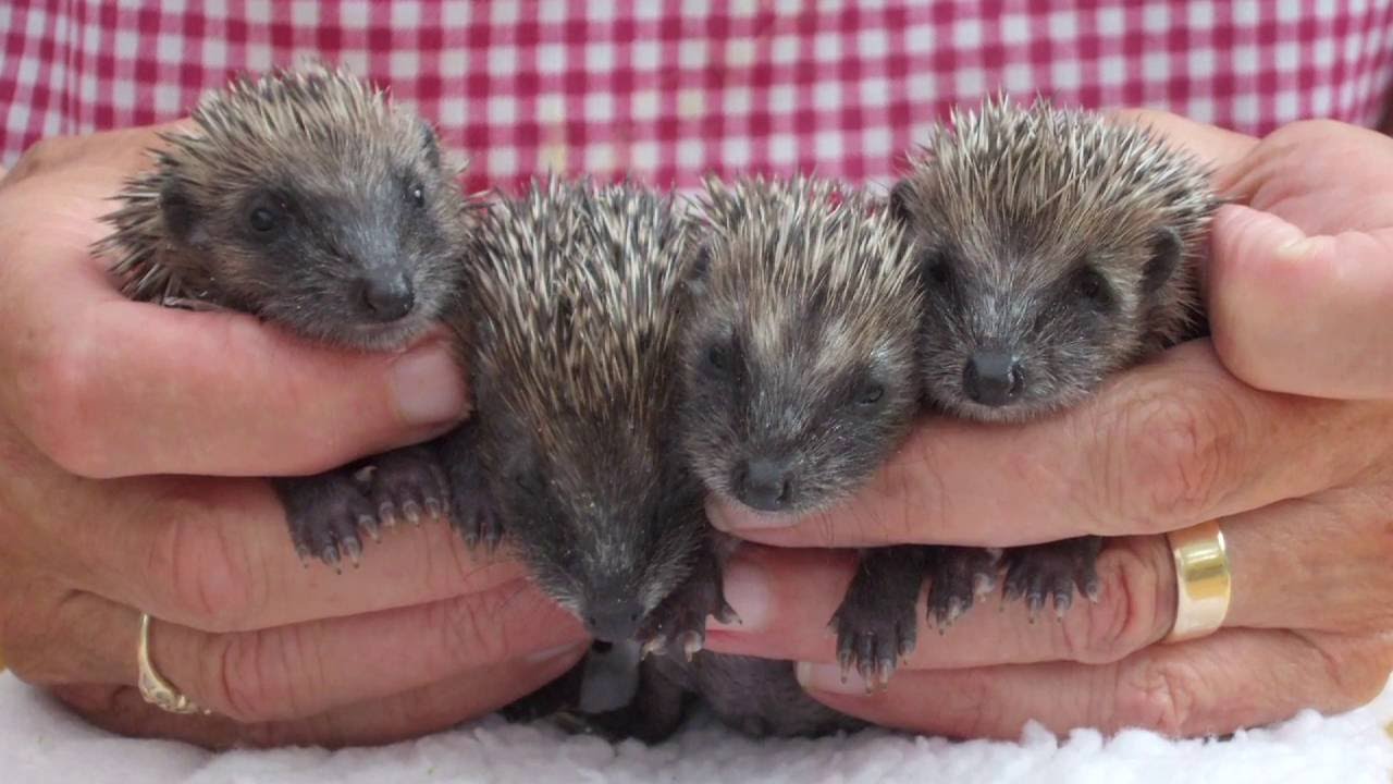 West Midlands Hedgehog Rescue