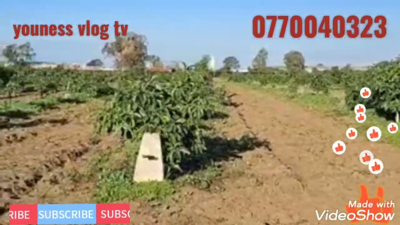 قطع ارضية أو فرمات للبيع في العراءش والنواحي تمن مناسب جدا