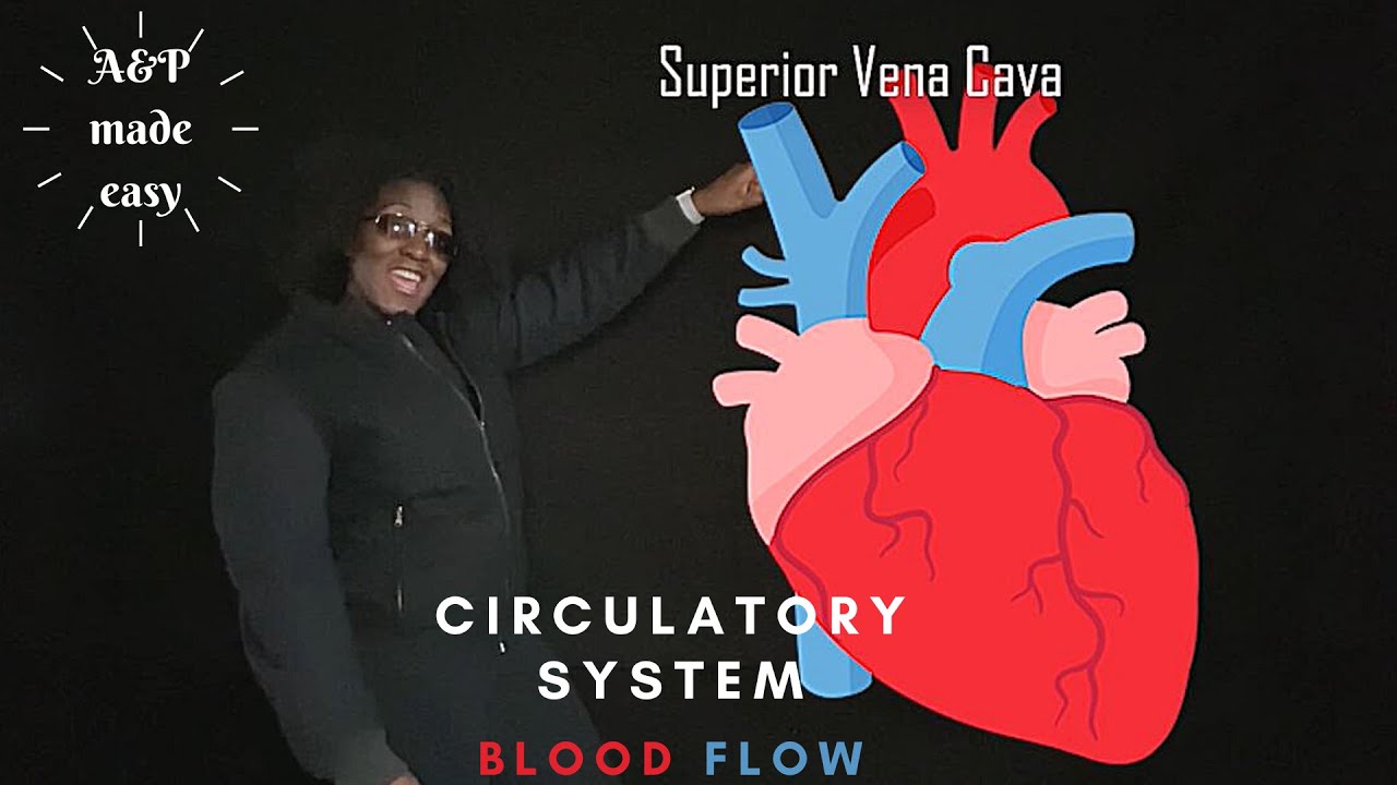 BLOOD FLOW THROUGH THE HEART! Drake remix!