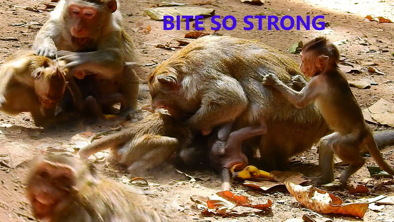 SHOCKING HEART MOM JANE BITE TO HER BABY JANNA VERY STRONG NEARLY PASS STOOL |