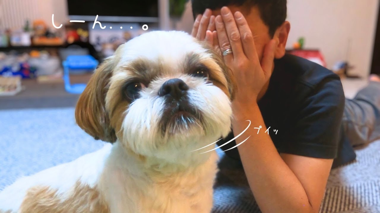 【シーズー】パパ泣いちゃうよ？www【犬Vlog】