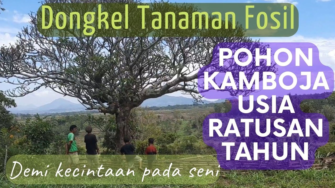 Dongkel pohon kamboja purba ukuran jumbo. Part 1