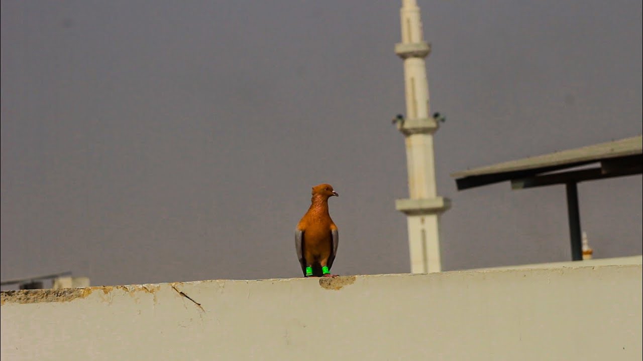 🔥World Most Beautiful Pigeon | American Pigeon Setup | Haji Mosa King 2024 New Pigeon Collection🔥