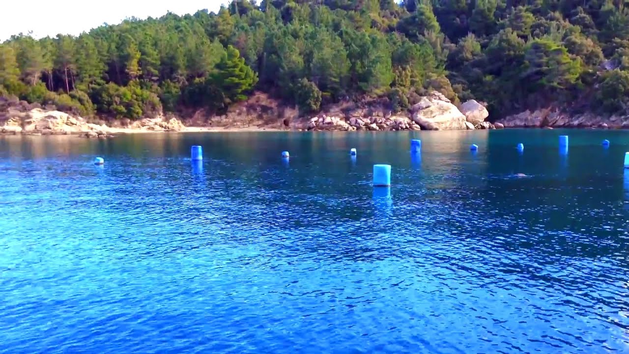 Μύδια Αναστασίου Ολυμπιάδα Χαλκιδικής