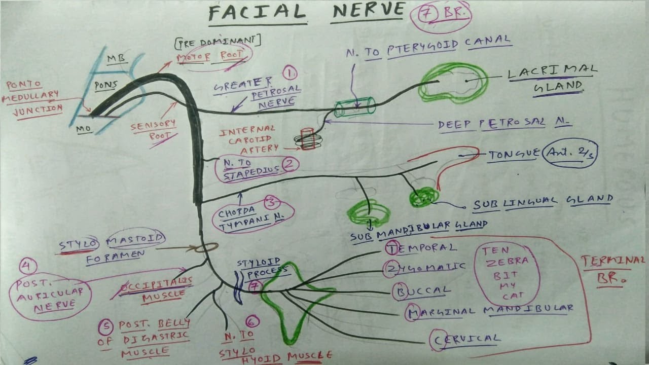 Facial Nerve | Cranial Nerve 7 | The Charsi of Medical Literature