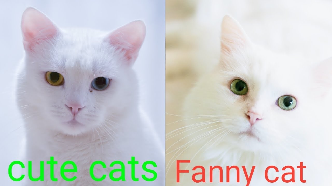 Baby Cats - Cute and Funny Cat Videos Compilation #1 | sky fanny cat