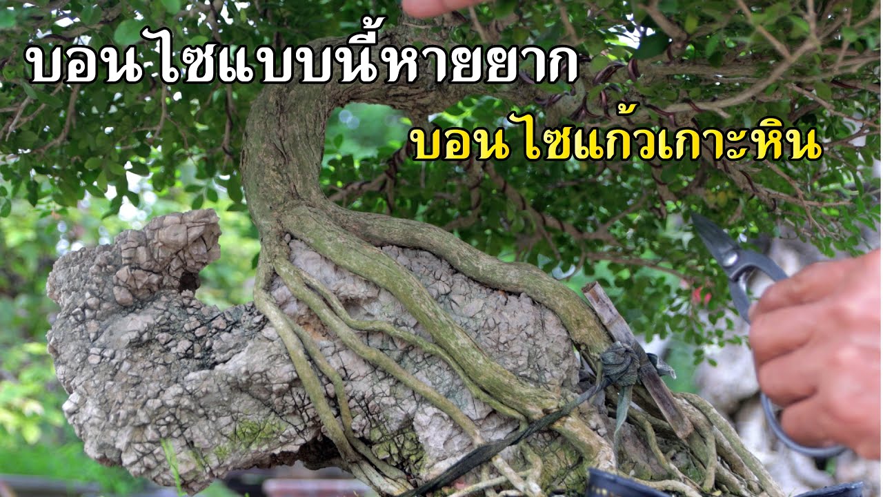 Bonsai Station [Workshop Station] EP.78 แต่งไม้หายากบอนไซเเก้วเกาะหิน