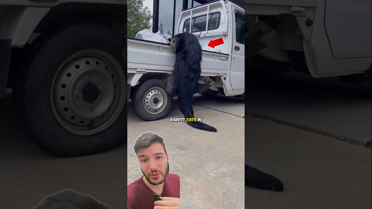 This Rare BEARCAT Became His BODYGUARD! 😱🐈 #animals