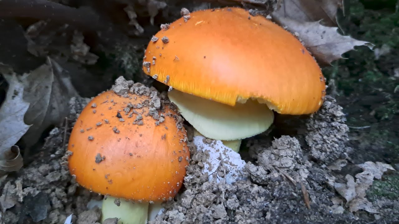 FUNGHI PORCINI 2022 OVOLI DA SOGNO IN OVOLANDIA SECONDA PARTE