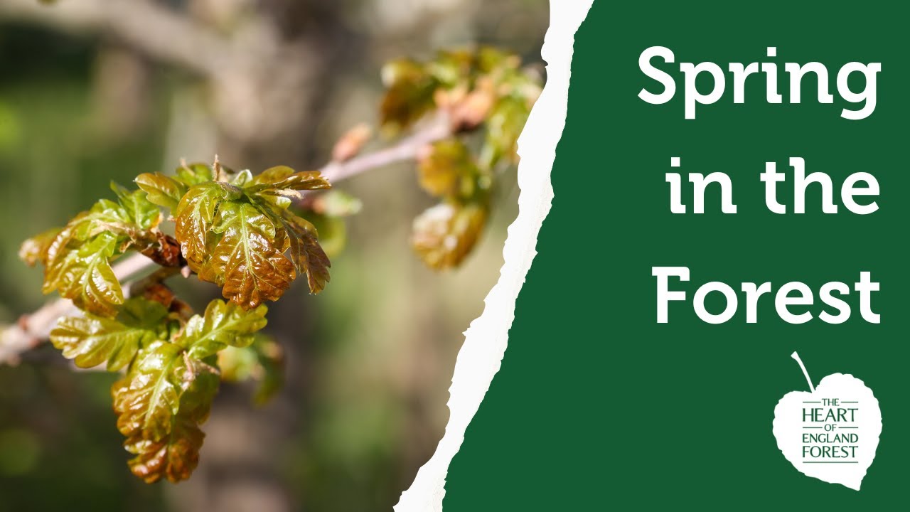 Spring in the Heart of England Forest