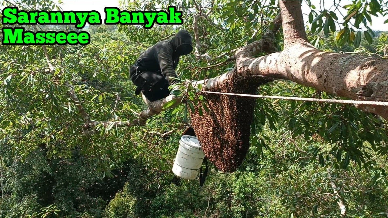 Belajar Panen Madu Sialang #lebah #hutan #madu #madusialang #panenmadu