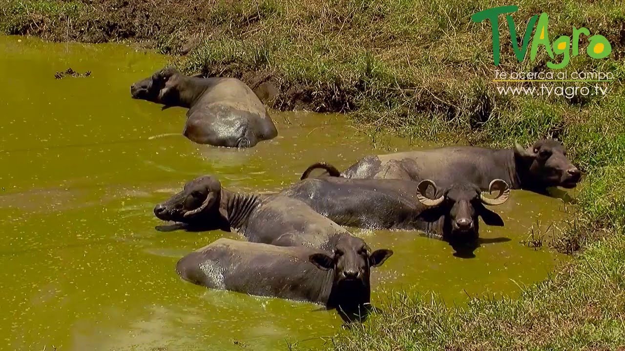 Curiosidades y Características de los Búfalos - TvAgro por Juan Gonzalo Angel