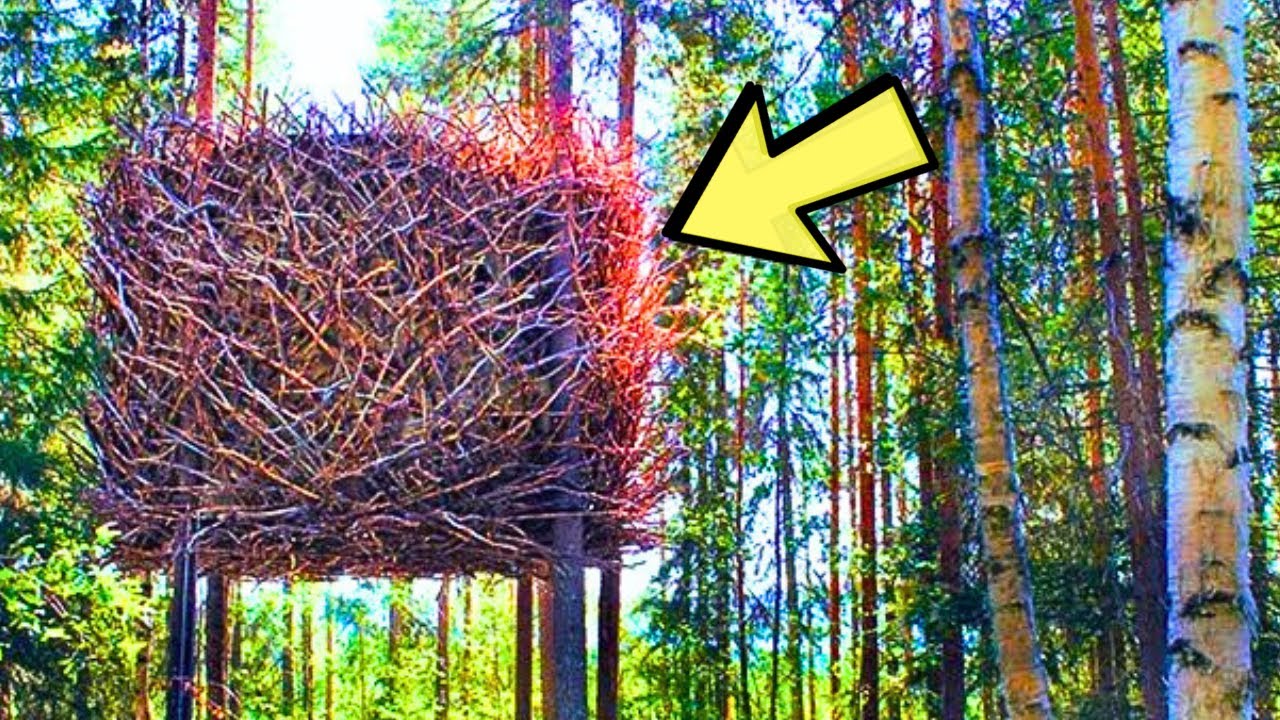 Park Ranger Turns Pale After Seeing a Nest and Calls Police When He Sees What’s Inside