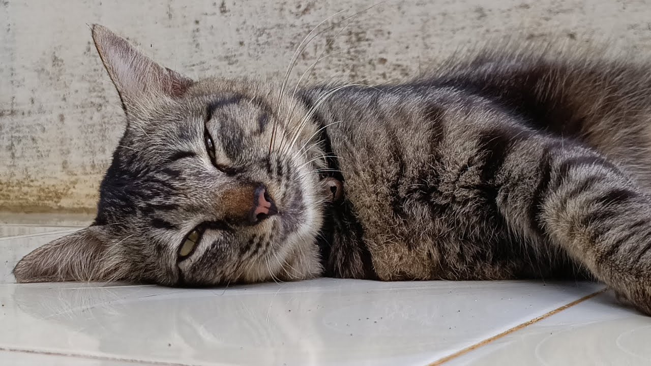 A cute big cat. He lay down as soon as I approached him.