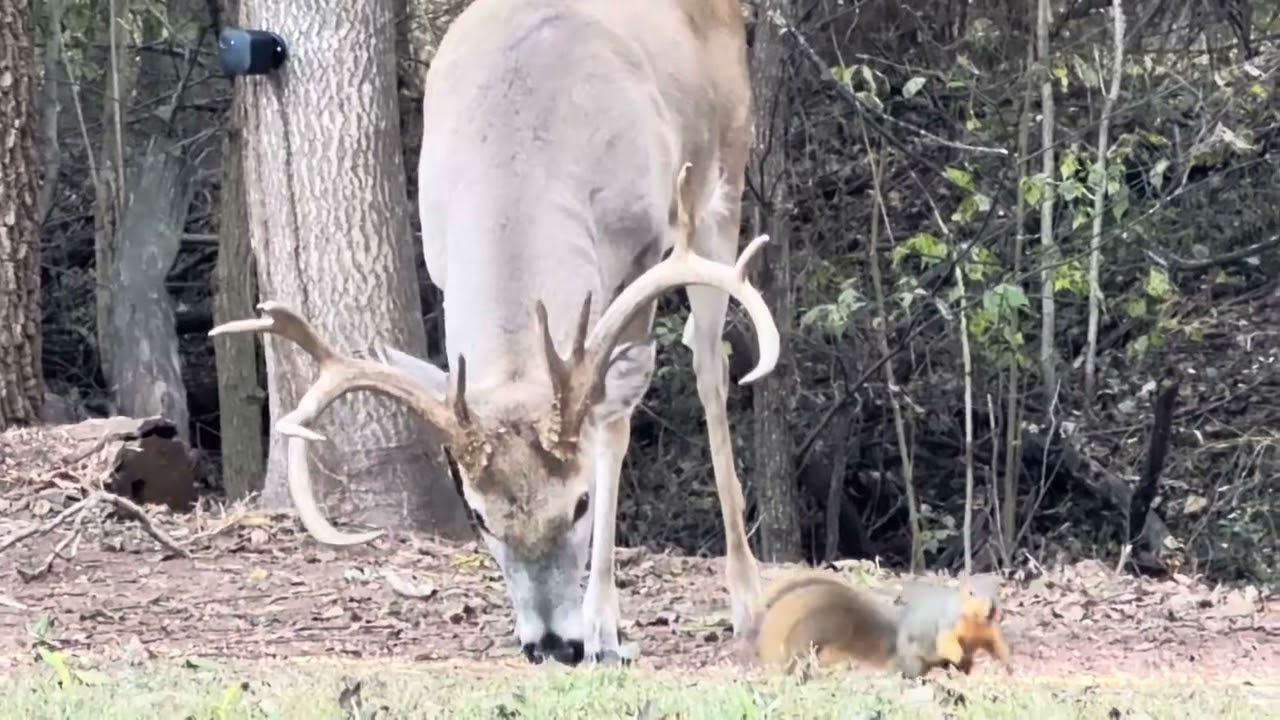 Big bucks meet for dinner! 10 & 8 point 10/30/25