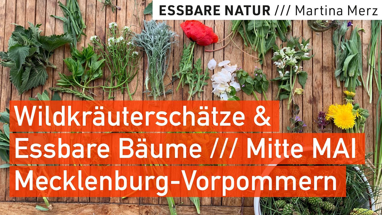 Wildpflanzen bestimmen & genießen: Essbare Kräuter + giftige Doppelgänger & Rezepte aus McPomm
