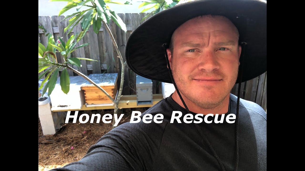 Bee Removal Florida!  Backyard Beekeeping
