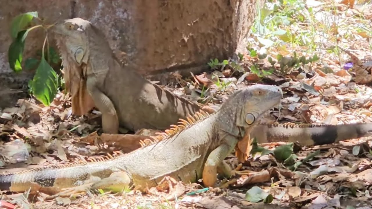 Increíble como estas🦎iguanas viven en el Parque😱de San Tiago de Maria😲El Buen Salvadoreño