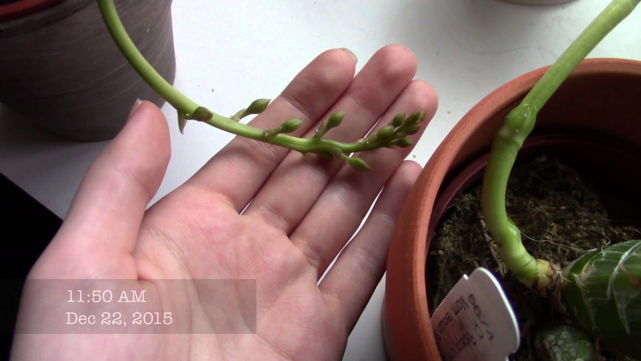 Catasetum Spike Progress 2 - Mormodia Jumbo World