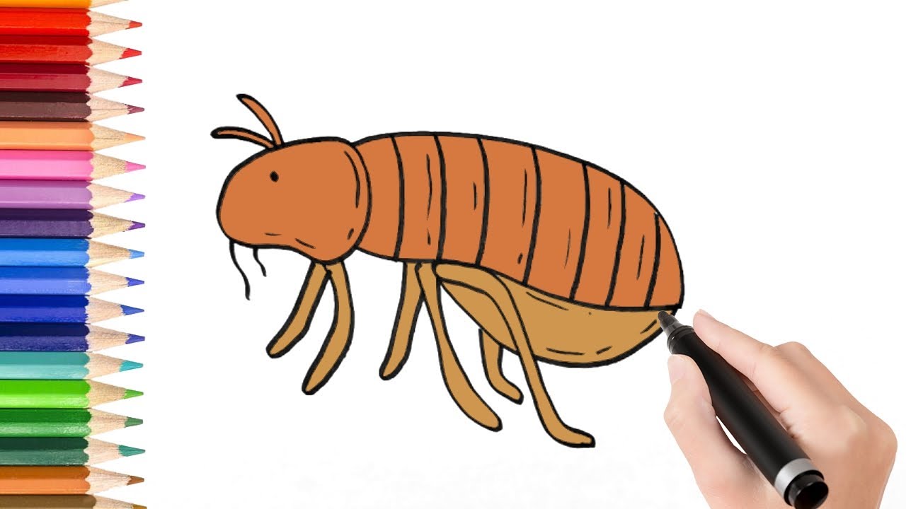 How to draw cartoon flea easy for kids
