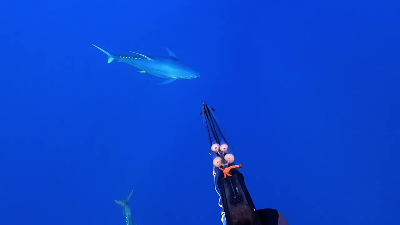 spearfishing yellowfin tuna