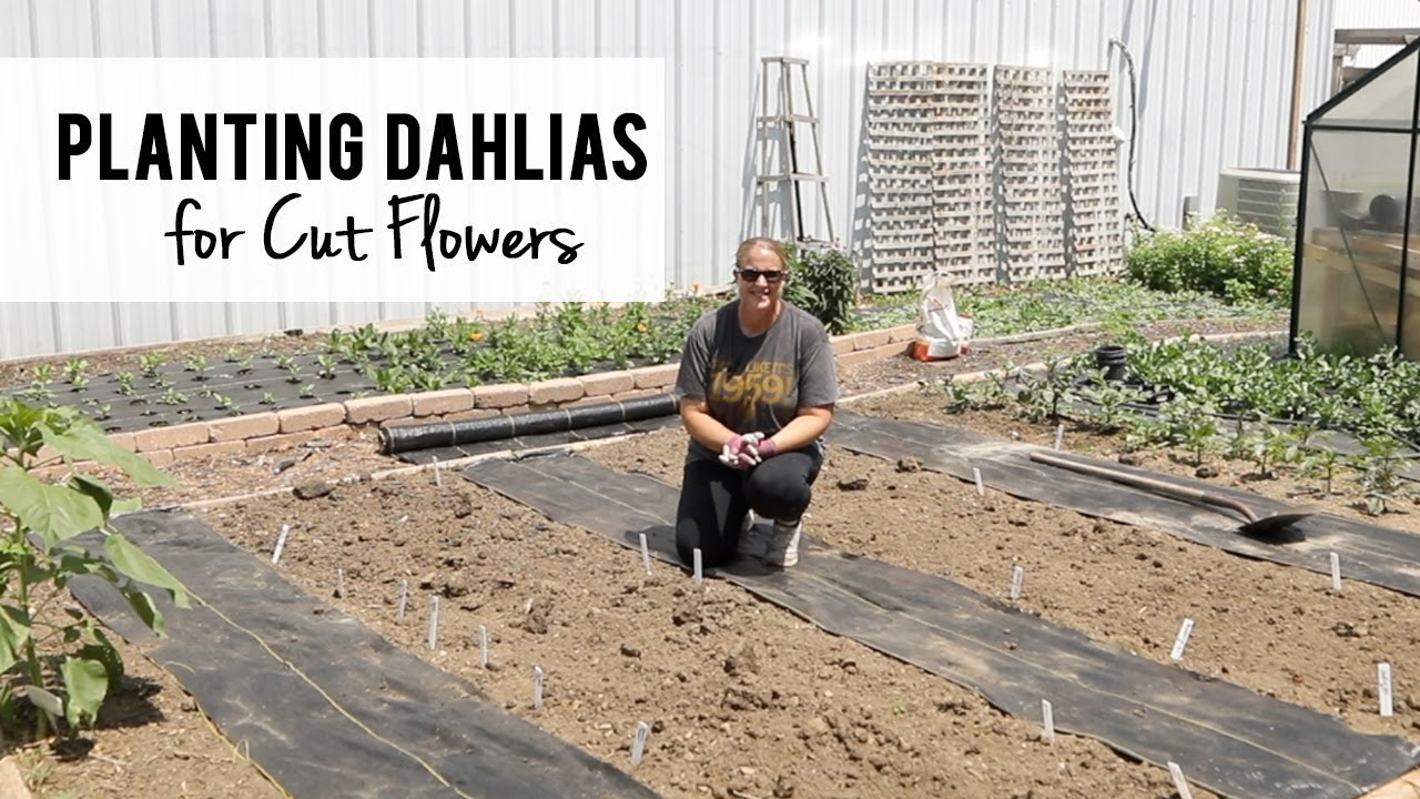 Planting Dahlias for Cut Flowers - Sunshine and Flora Urban Flower Farm