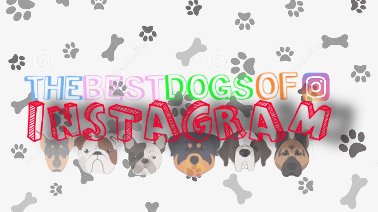 Best Dogs Of Instagram PART 3
