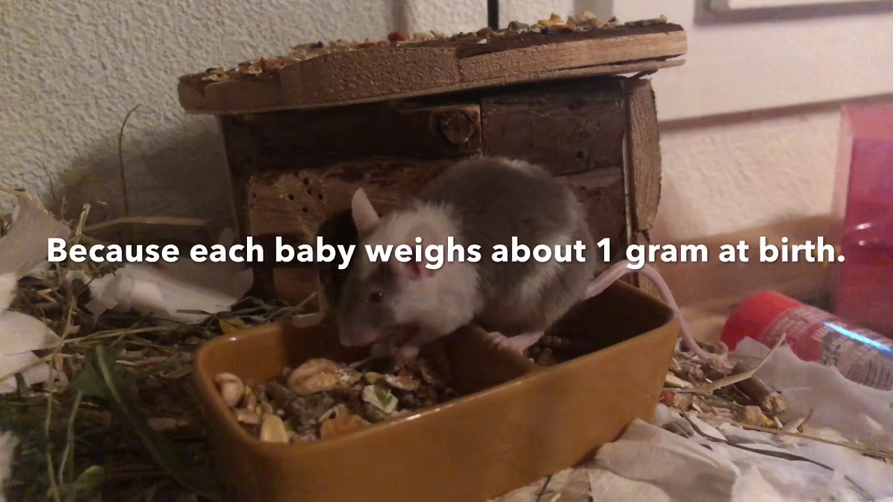 How To Breed Mice Part 2 | The Pregnancy