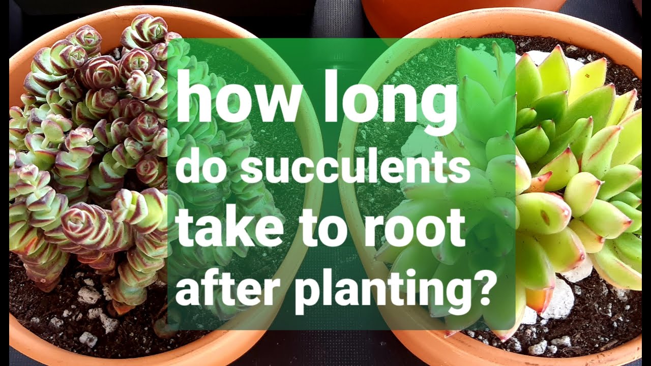 #22 How long do succulents take to root after planting?