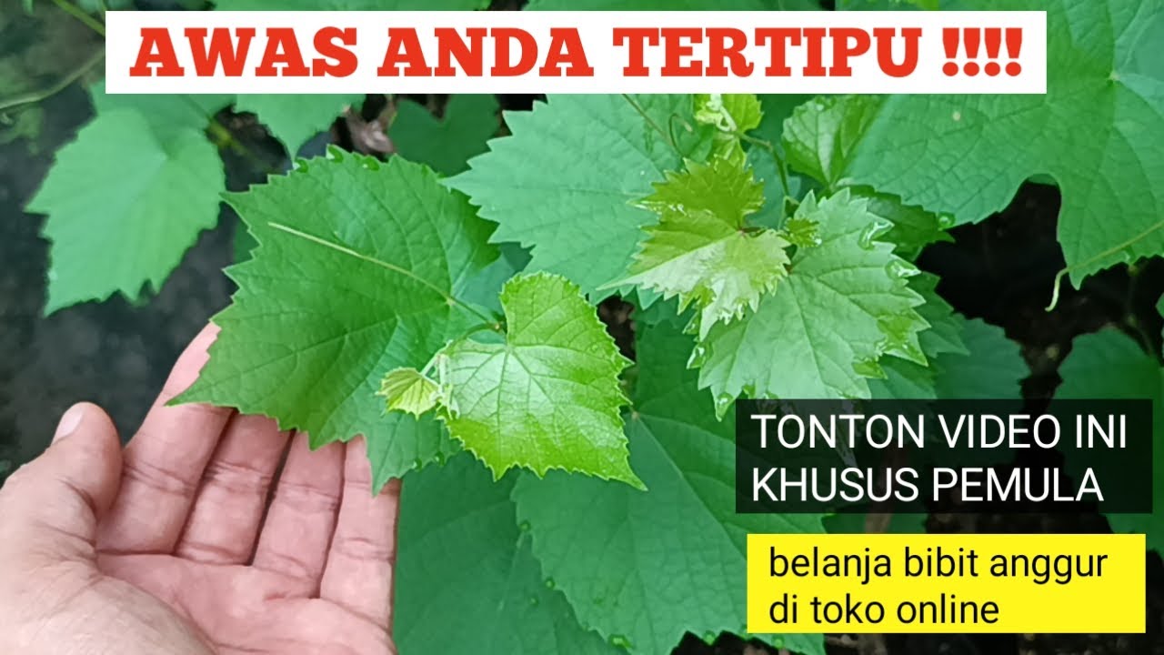 KHUSUS PEMULA WAJIB TAU !! Agar tidak tertipu begini cara membeli bibit di toko ONLINE