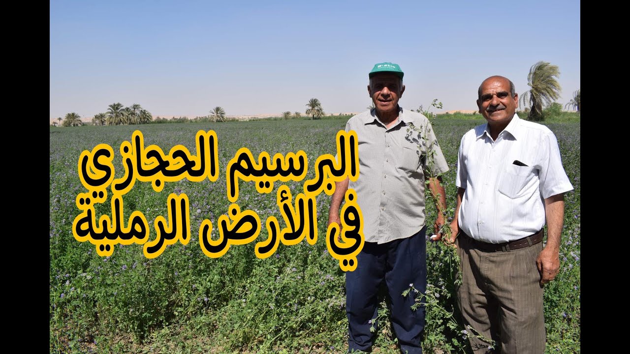 زراعة البرسيم الحجازي في الأراضي الصفراء بنجاح (تفاصيل)