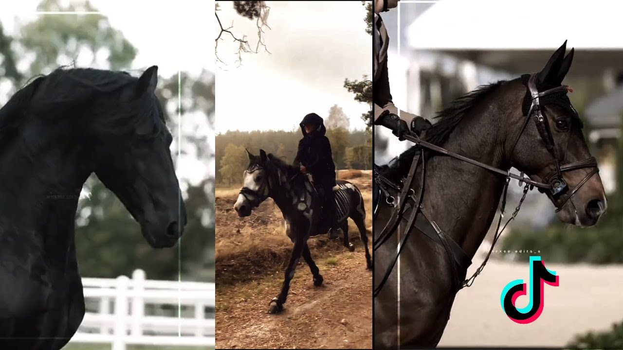 🐴  The Cutest HORSES 🦄 - TikTok Compilation #