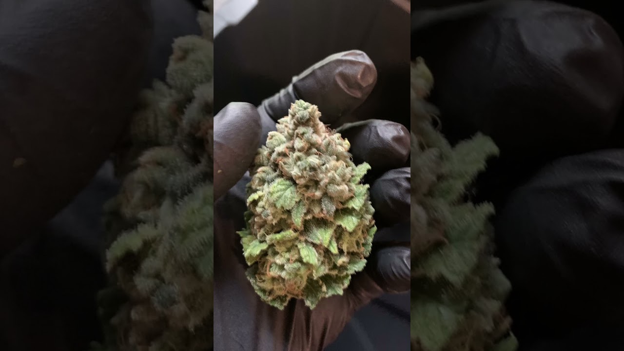 WET TRIM RUN