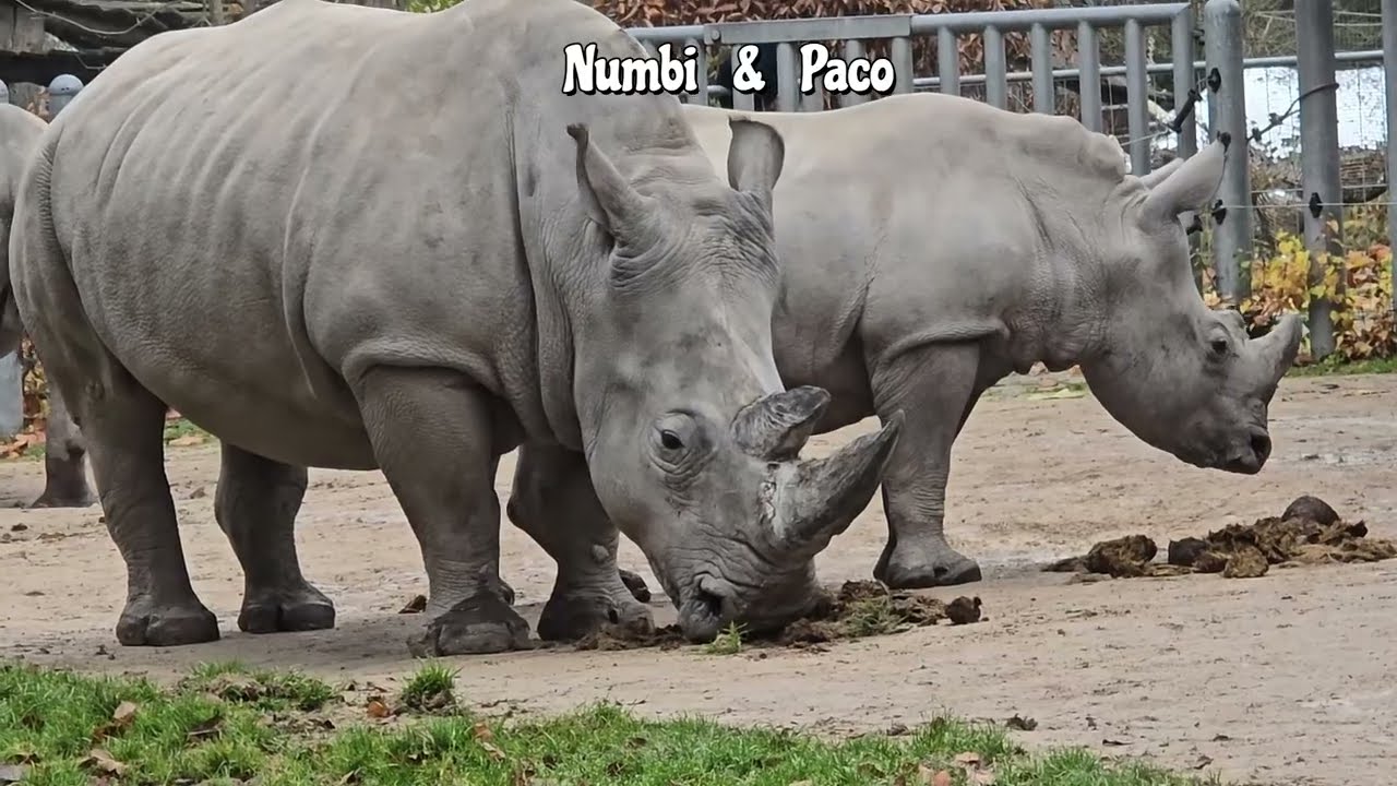 Nashorndame Wiesje & Nero und Nashorndame Numbi & Paco 🦏