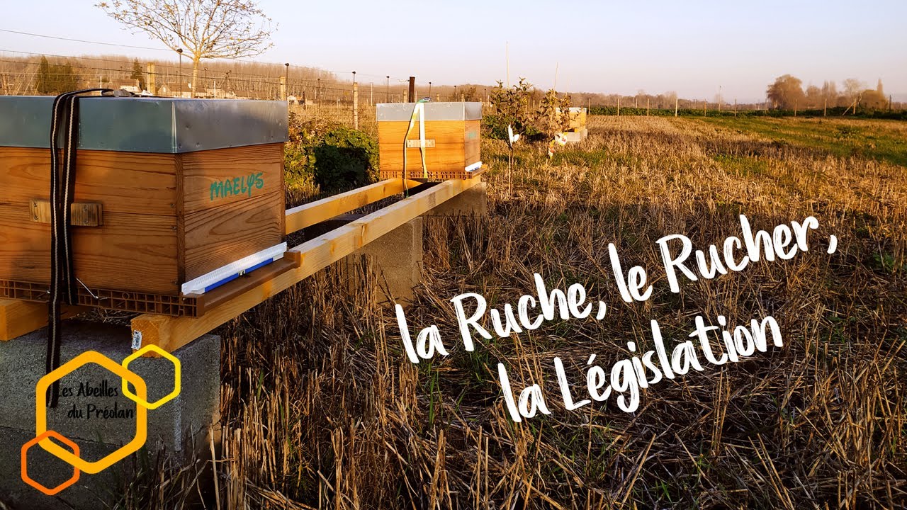 Débuter l'Apiculture : 01 Ruche, Rucher et Législation
