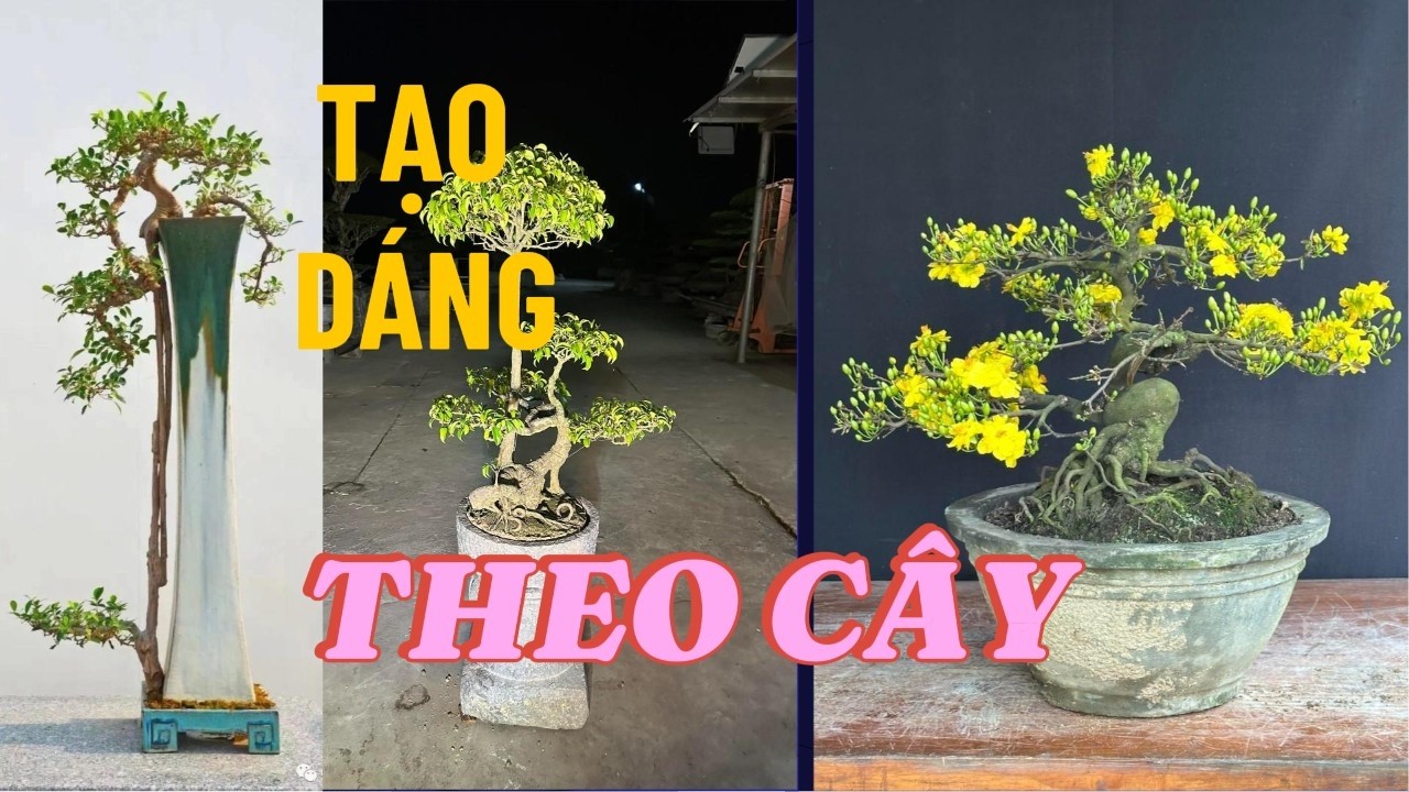 Nghệ Thuật Tạo D&aacute;ng Theo Đặc T&iacute;nh Tự Nhi&ecirc;n Của C&acirc;y#bonsai nghệ thuật#bonsaivietnam #caycanh