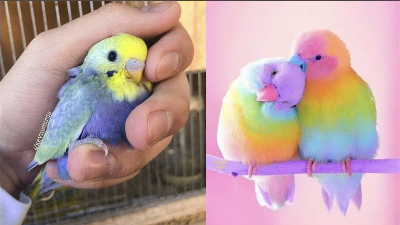 🐦 LOROS RISA 🌍LOROS GRACIOSOS MUNDO 2021 🌍 - PARTE 7