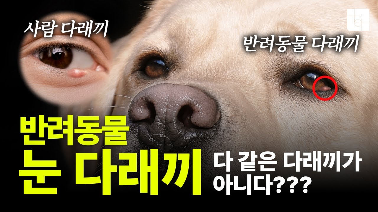 강아지, 고양이 눈 다래끼, 다 같은 다래끼가 아니다?! 종류, 치료, 예방법
