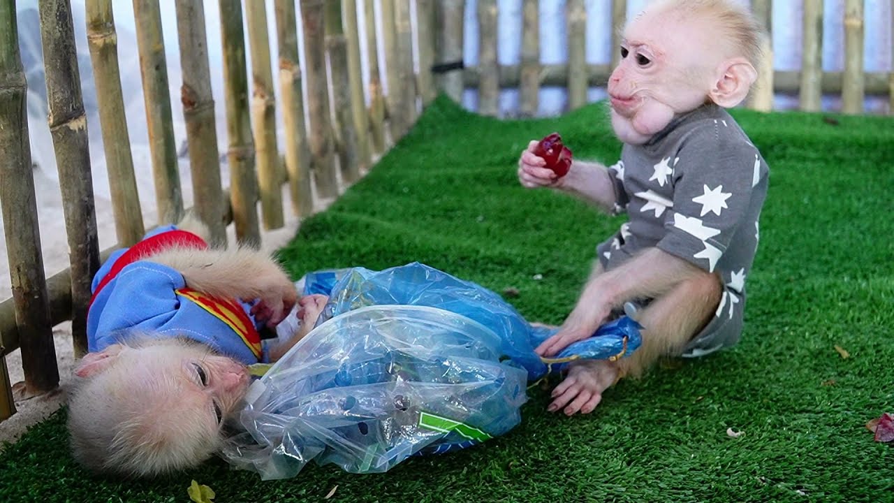 Incredible poly bite new member until  Joy sleep on the ground what wrong with Ploy