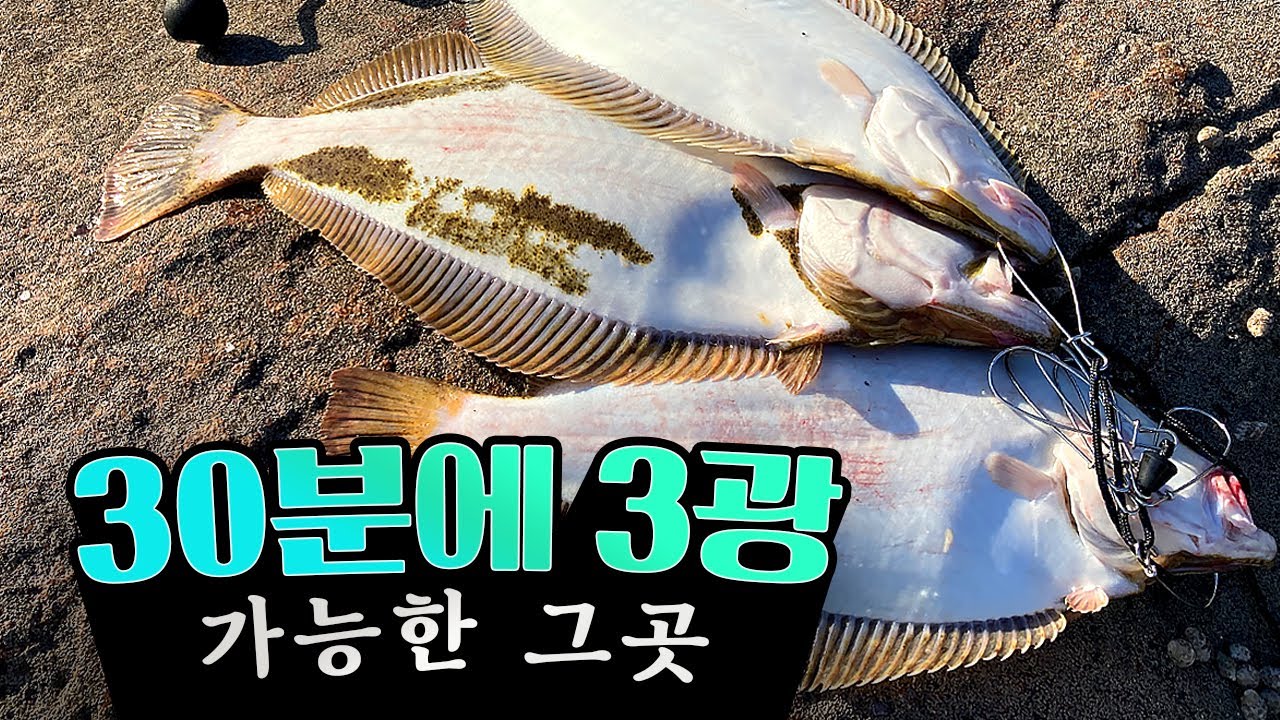 순식간에 3광어 가능한 곳 2탄 (원산도)