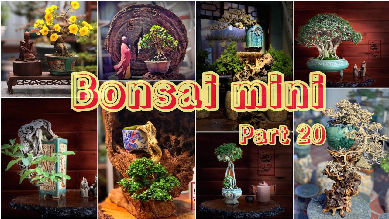 Cây cảnh Bonsai Mini cực chất không thể bỏ qua || Bonsai mini Việt Nam